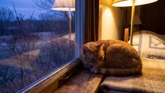 Twój kot cię nie kocha: 5 sygnałów, które ignorujesz każdego dnia