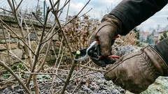Zimowe cięcie bez błędów: 9 porad dla drzew owocowych, róż i krzewów