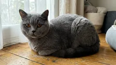 Jak nie wychowywać kota: 10 błędów, które zrujnują zachowanie twojego pupila