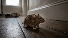 6 naturalnych sposobów na powstrzymanie myszy przez całą zimę, według specjalistów od szkodników