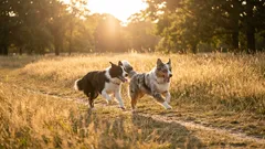 Od chaotycznych spacerów do spokojnej więzi: Jak nauczyć psa chodzić bez smyczy