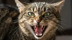 6 ras kotów, które nie są odpowiednie dla początkujących: trudno nad nimi zapanować