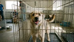 4 błędne przekonania o psach ze schroniska: dlaczego nie warto bać się adopcji ze schroniska