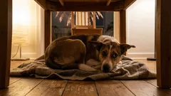 Pies panikuje z powodu fajerwerków i petard? Kompletny poradnik dla opiekunów