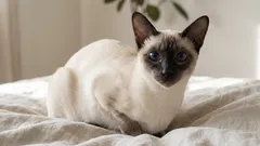 Kot syjamski: zalety, wyzwania i wskazówki dotyczące spokojniejszego życia