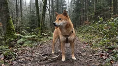 Почему эти собаки кажутся упрямыми? 7 пород, которым нужно особое внимание